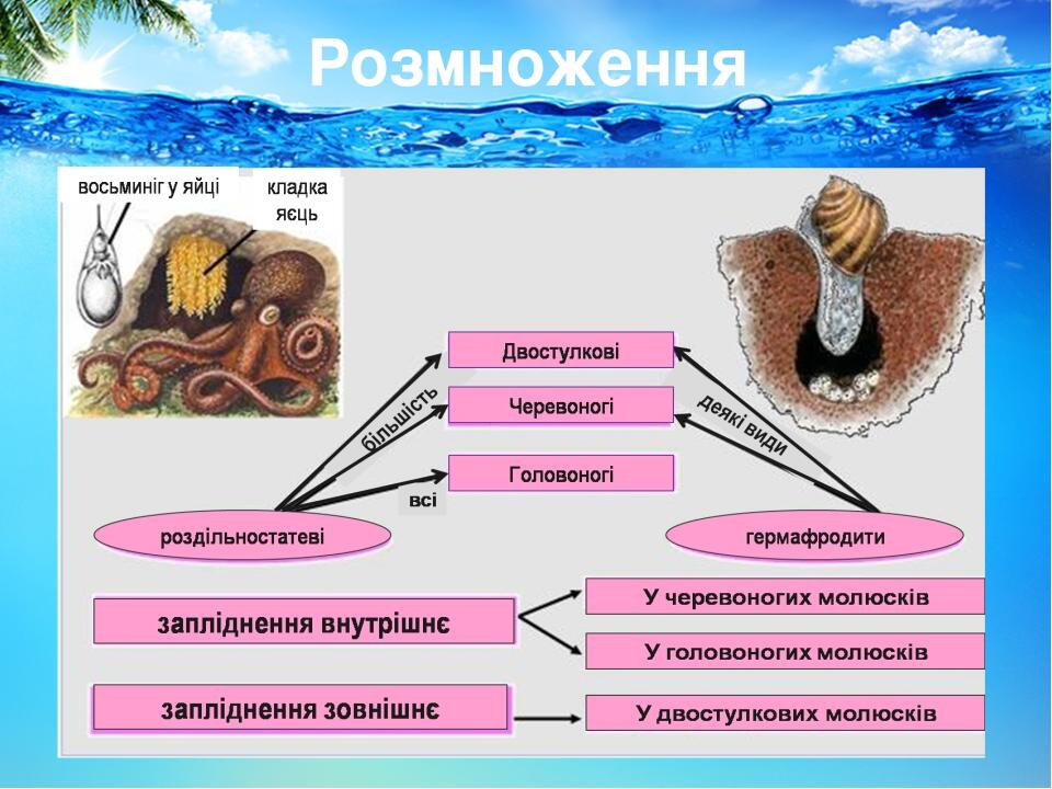 Розмноження