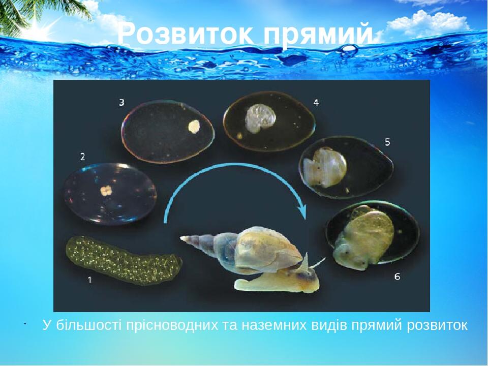 Розвиток прямий У більшості прісноводних та наземних видів прямий розвиток