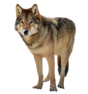 0200a76r-a62f-172x184.png