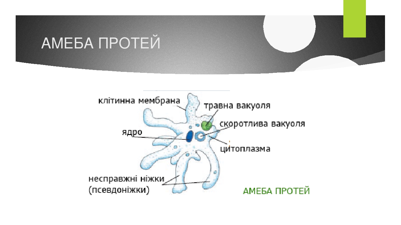 Протея варфрейм способности