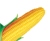 0200actq-e1a9-176x143.png