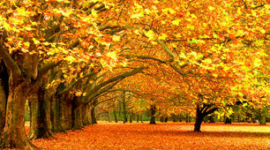 Autumn Осінь Англійська мова 2 клас
