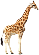 0200aje5-734e.png