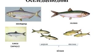Урок-презентація з біології для 7 класу "Різноманітність риб"