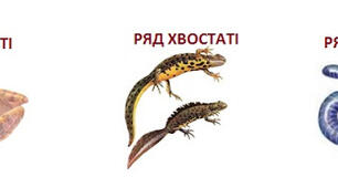 Урок-презентація з біології для 7 класу "Різноманітність амфібій"