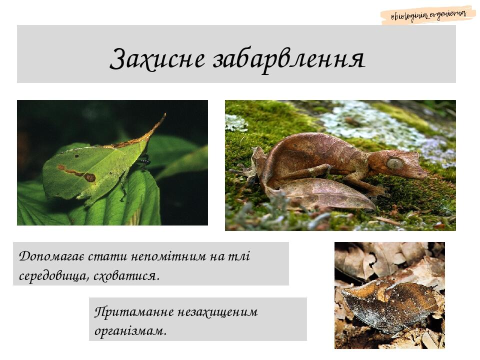 Поняття про спряжену еволюцію (коеволюцію) та коадаптацію