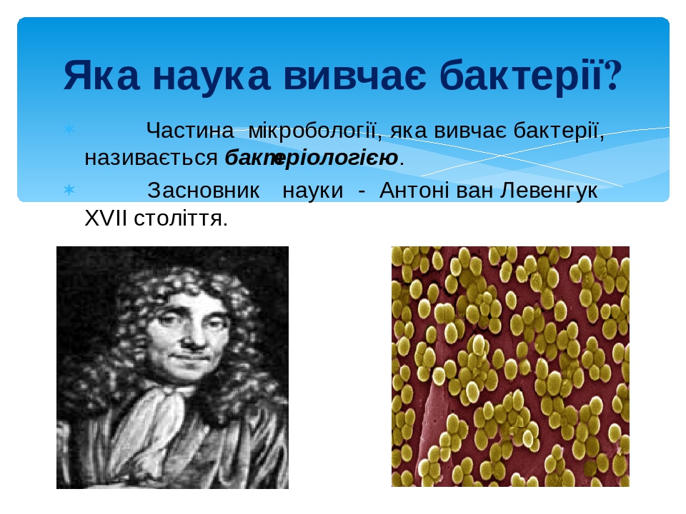 Презентація "Бактерії - найменші одноклітинні"