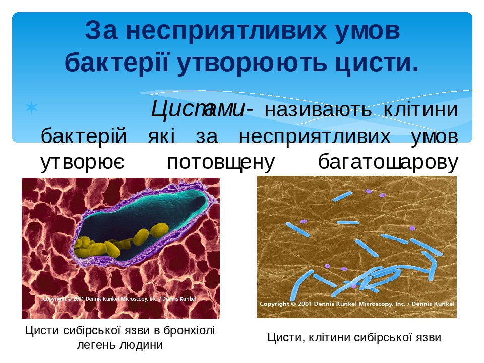 Цисты простейших фото