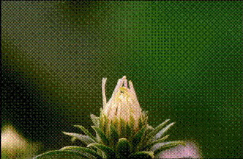 0200alu5-a763.gif