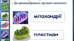 Мембранні органели