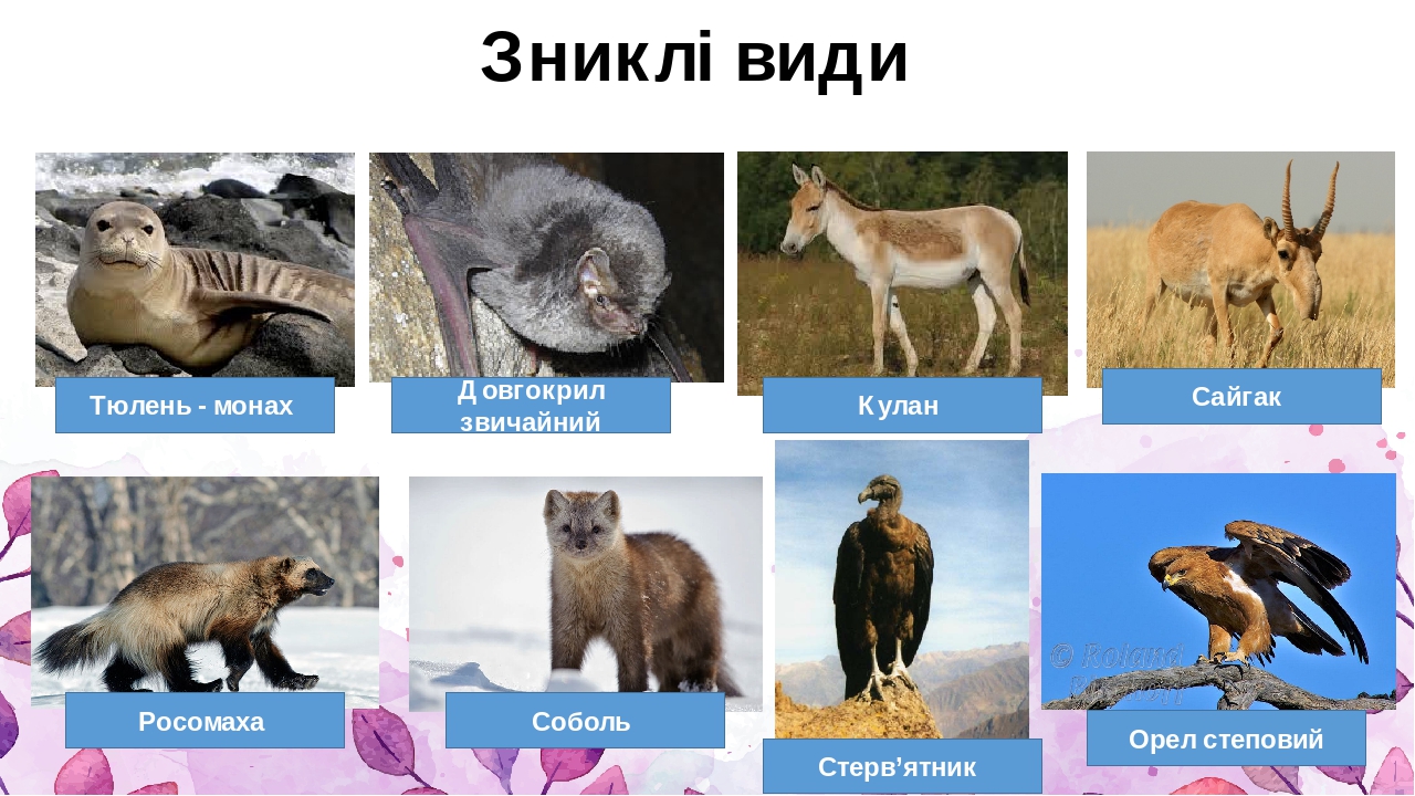 Презентація "Червона книга та чорні списки видів тварин. Зелена книга ...