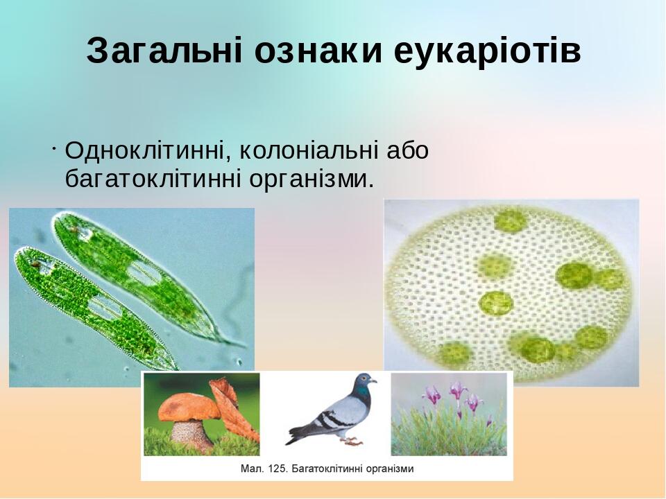 Загальні ознаки еукаріотів Одноклітинні, колоніальні або багатоклітинні організми.