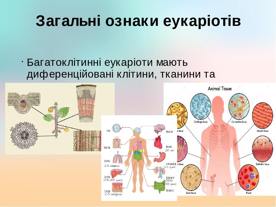 Загальні ознаки еукаріотів Багатоклітинні еукаріоти мають диференційовані клітини, тканини та органи.