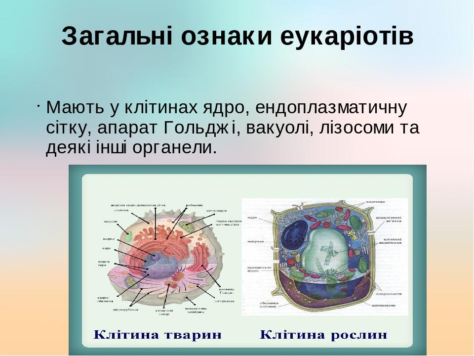 Загальні ознаки еукаріотів Мають у клітинах ядро, ендоплазматичну сітку, апарат Гольджі, вакуолі, лізосоми та деякі інші органели.
