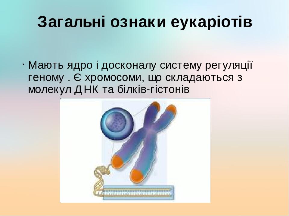 Загальні ознаки еукаріотів Мають ядро і досконалу систему регуляції геному . Є хромосоми, що складаються з молекул ДНК та білків-гістонів