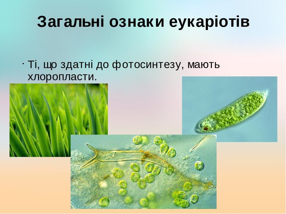 Загальні ознаки еукаріотів Ті, що здатні до фотосинтезу, мають хлоропласти.