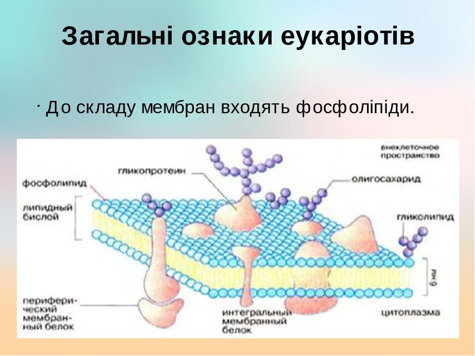 Загальні ознаки еукаріотів До складу мембран входять фосфоліпіди.