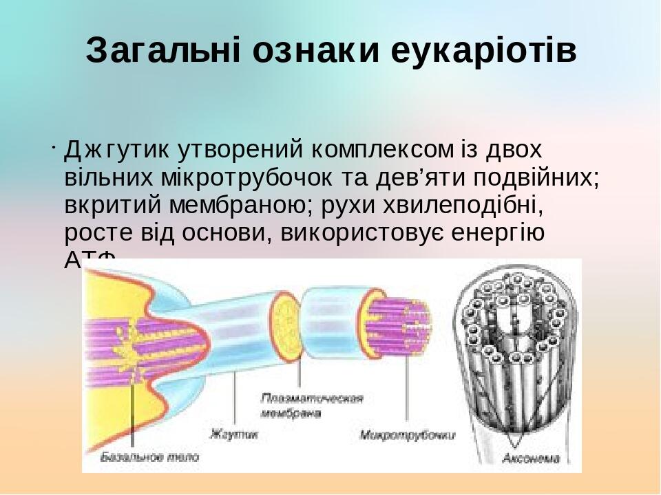 Загальні ознаки еукаріотів Джгутик утворений комплексом із двох вільних мікротрубочок та дев’яти подвійних; вкритий мембраною; рухи хвилеподібні, р...