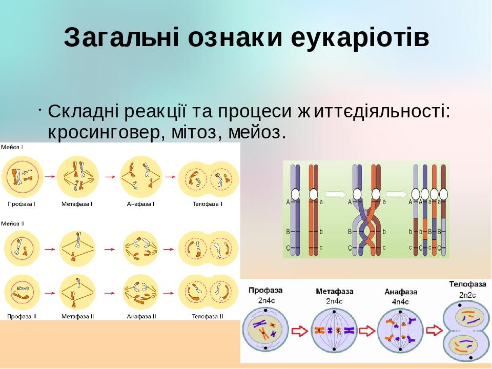 Загальні ознаки еукаріотів Складні реакції та процеси життєдіяльності: кросинговер, мітоз, мейоз.