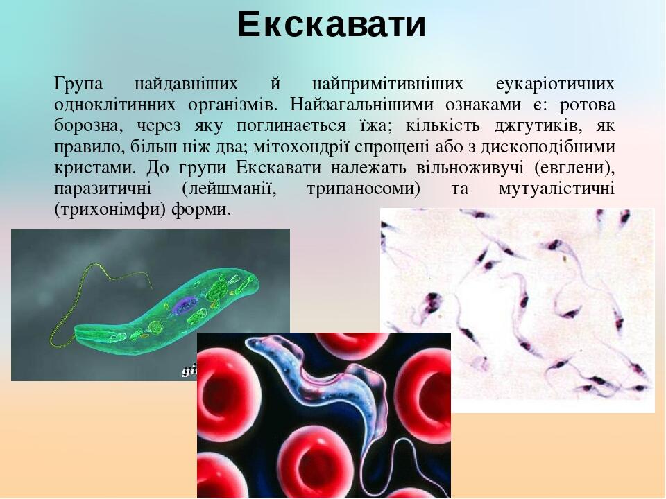 Екскавати Група найдавніших й найпримітивніших еукаріотичних одноклітинних організмів. Найзагальнішими ознаками є: ротова борозна, через яку поглин...