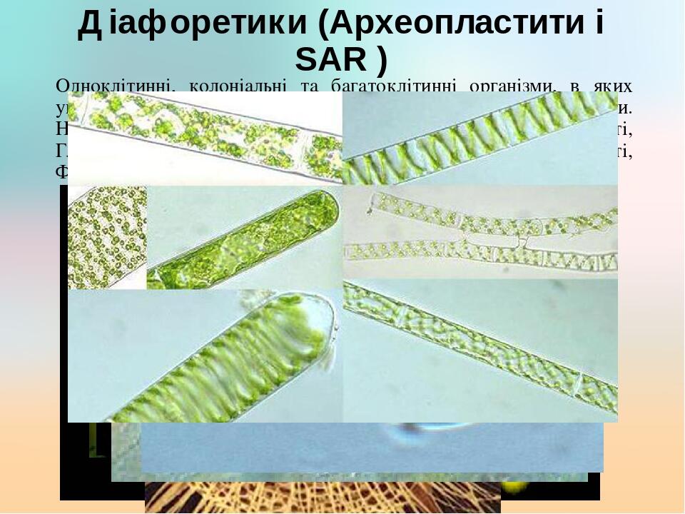 Діафоретики (Археопластити і SAR ) Одноклітинні, колоніальні та багатоклітинні організми, в яких упродовж життєвого циклу є клітини з двома джгутик...