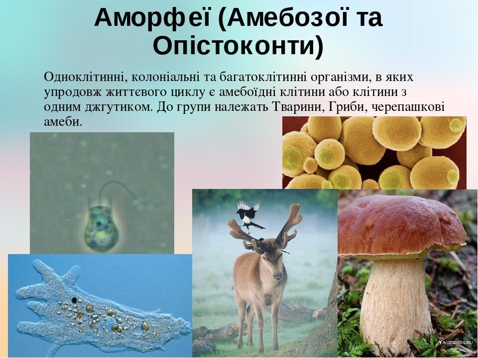 Аморфеї (Амебозої та Опістоконти) Одноклітинні, колоніальні та багатоклітинні організми, в яких упродовж життєвого циклу є амебоїдні клітини або кл...