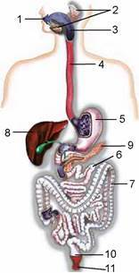 0200asq4-97e6-232x454.jpg