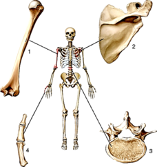 0200aurs-2831-228x242.png