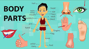Body parts