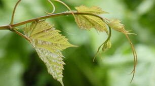 к.р. паралельність прямої та площини