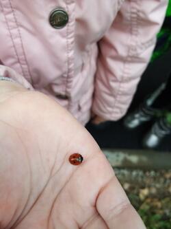0200b1sm-e4ee-250x333.jpg