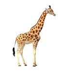 0200b3d8-cfa0.png