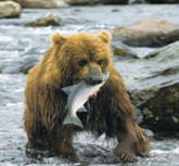 0200b7rq-08f9-256x237.png