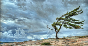 0200bces-65f5-347x182.png