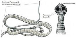 0200bcxg-73ba-261x130.jpg