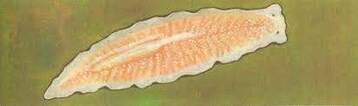 0200bdet-5cd3-412x122.jpg