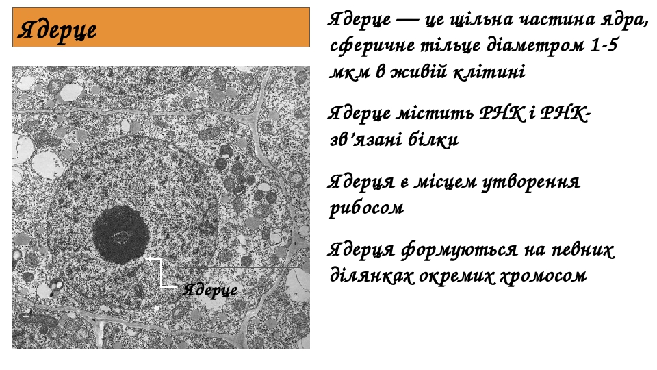 Функция изоляции ядра. Целостность ядра. Изоляция ядра. Ядерный Матрикс функции.