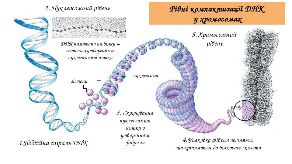 Уровень компактизации днк в хромосоме представленный на схеме