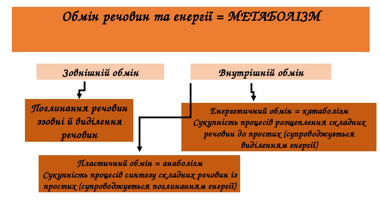 Обмін речовин та енергії у клітині