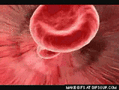 0200bkt5-bd12-119x90.gif