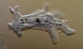 0200blm5-37ef-298x176.jpg