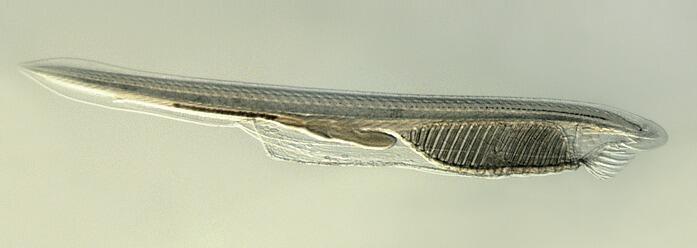 0200bmt8-b275.jpg