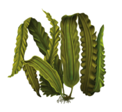 0200bmtz-d7b8-176x161.png