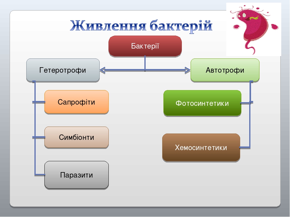 Есть фото и хемосинтетики