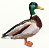 0200bo39-c1ca-100x98.png