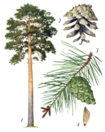 0200bpli-a314-105x132.png