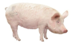 0200bpme-9cdb-153x88.png