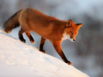 0200bpqz-f399-103x77.png