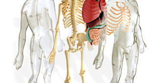 Унікальний Анатомічний конструктор Miniland Human Anatomy