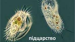 Підцарство Найпростіші (паразити людини)